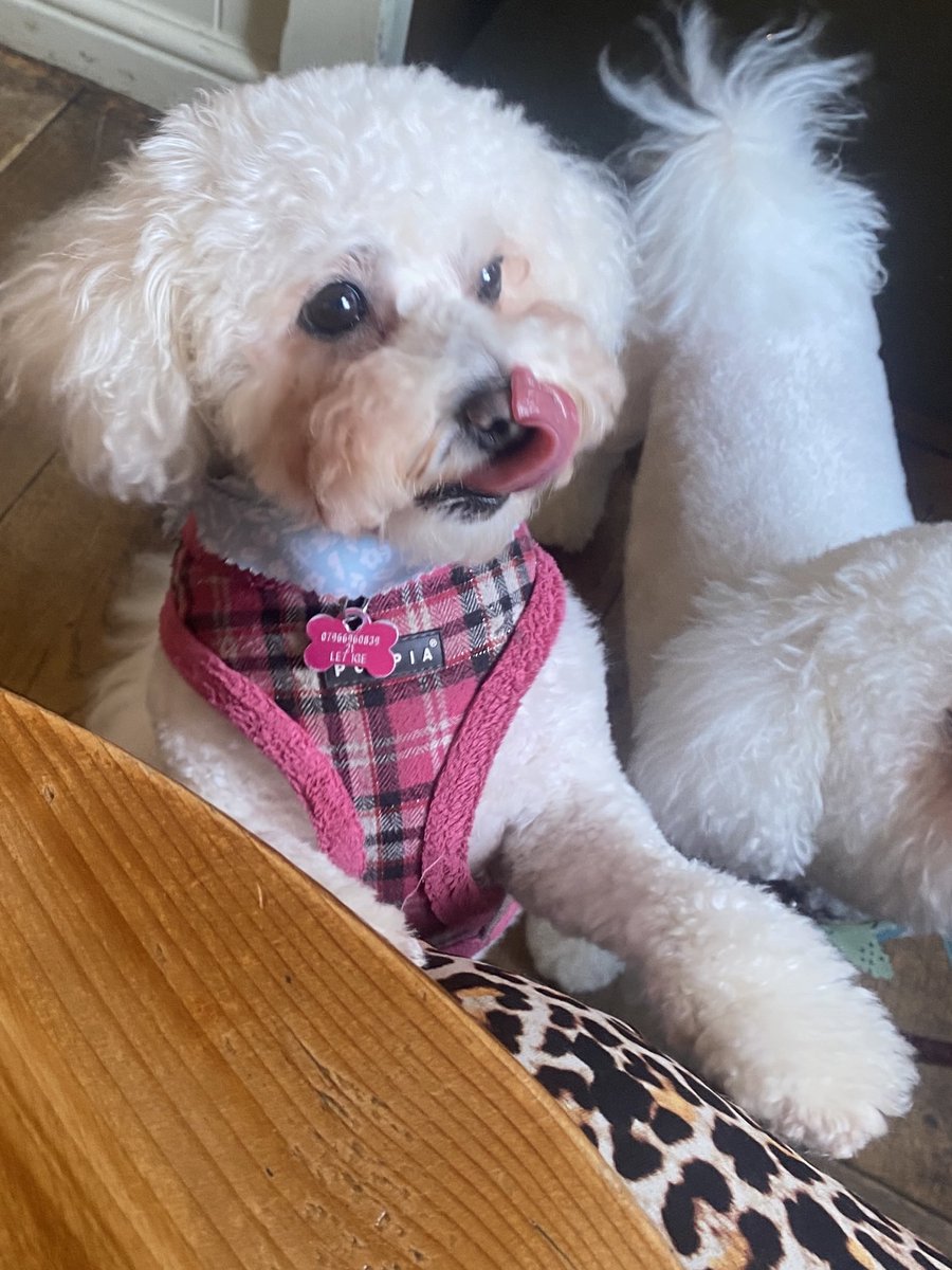 hammonster's tweet image. We’ve been to the groomers…how fluffy are we? ⁦@jenny_bichon⁩ ⁦@Monty_Bichon⁩ ⁦@OtisBichon⁩ ⁦@WalshKim⁩ ⁦@Daisy_Tait⁩ ⁦@Minghowriter⁩ ⁦@Paw_Palace⁩ #bichon