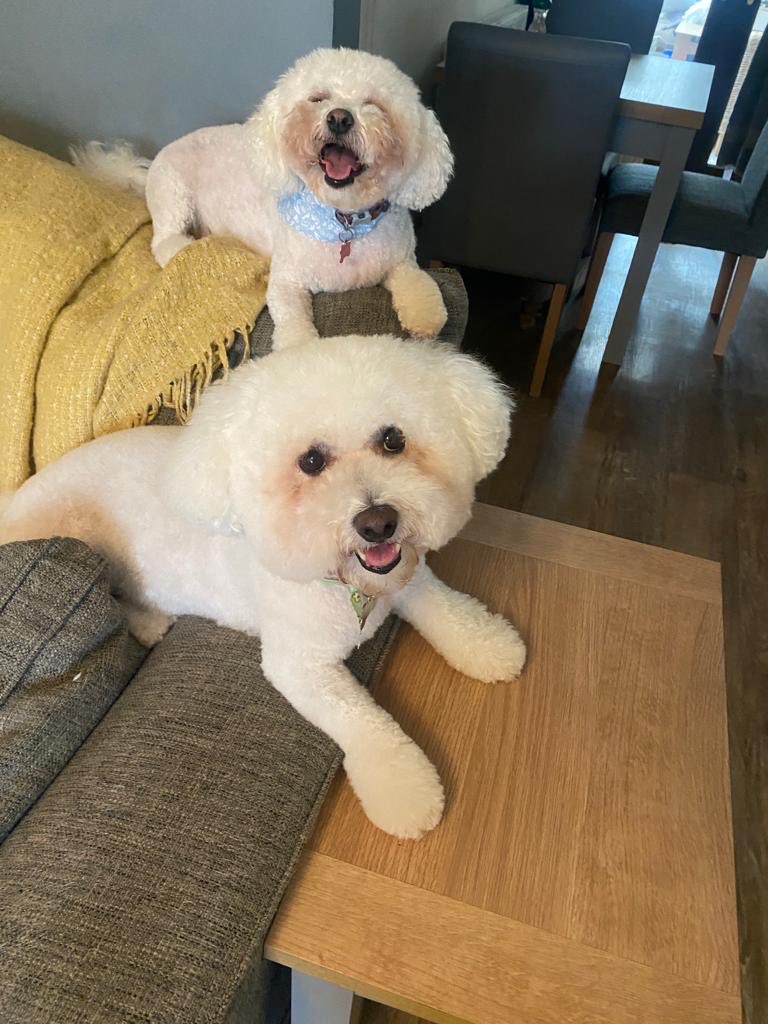hammonster's tweet image. We’ve been to the groomers…how fluffy are we? ⁦@jenny_bichon⁩ ⁦@Monty_Bichon⁩ ⁦@OtisBichon⁩ ⁦@WalshKim⁩ ⁦@Daisy_Tait⁩ ⁦@Minghowriter⁩ ⁦@Paw_Palace⁩ #bichon