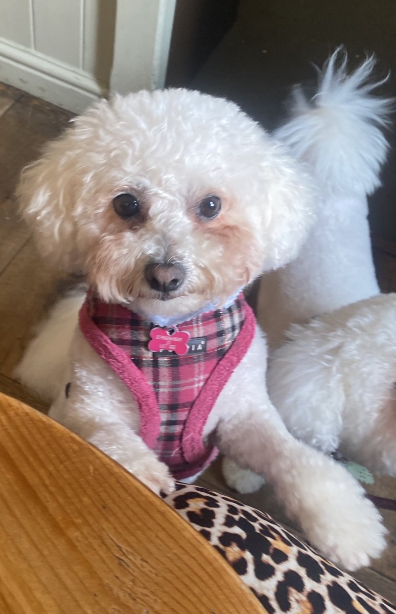 hammonster's tweet image. We’ve been to the groomers…how fluffy are we? ⁦@jenny_bichon⁩ ⁦@Monty_Bichon⁩ ⁦@OtisBichon⁩ ⁦@WalshKim⁩ ⁦@Daisy_Tait⁩ ⁦@Minghowriter⁩ ⁦@Paw_Palace⁩ #bichon