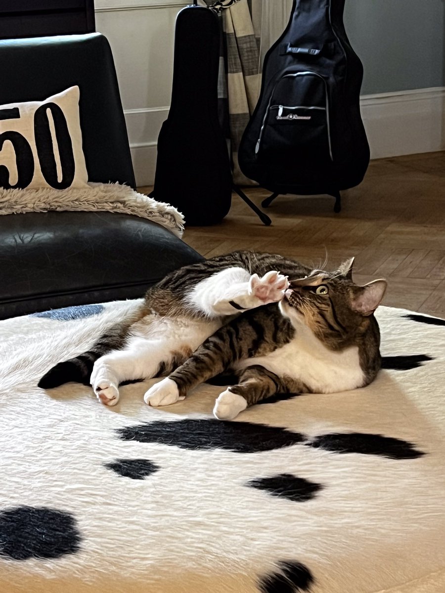 If you see this tweet, QT with the most recent photo you took of your pet. No cheating