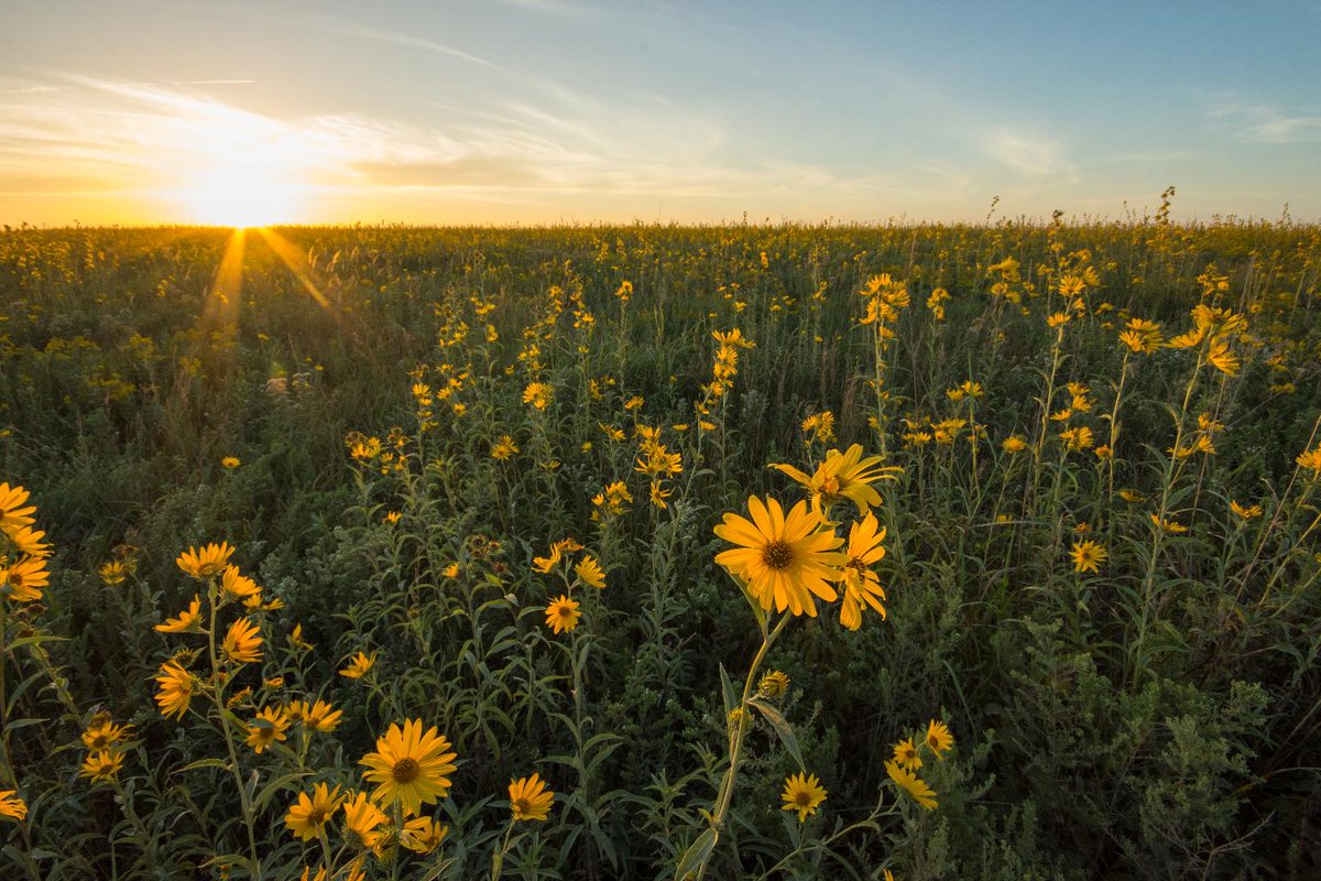 Hurry! There's still time to apply for Union Pacific's Community Ties grant program and promote Environmental Sustainability in your community. Apply now at up.com/aboutup/commun… 🌿