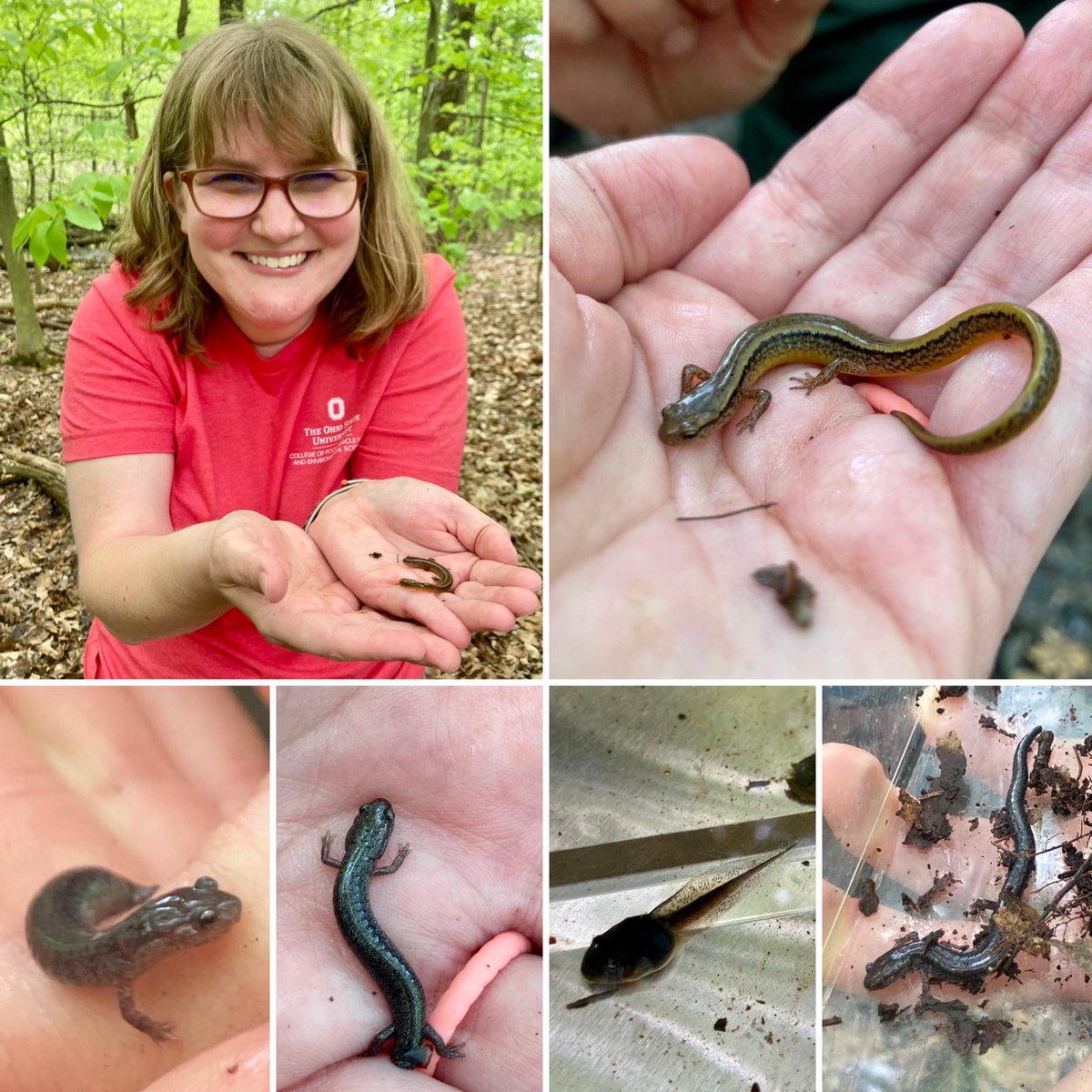 fowl_love's tweet photo. This week was #AmphibianWeek and my 1st year work anniversary! Busy week with 3 work trips around Ohio. 

The week ended peeking into a vernal pool to search for #amphibians! We found Northern two-lined salamander, Red-backed salamander, Northern ravine salamander, and tadpoles. https://t.co/oyEmnt4lZc