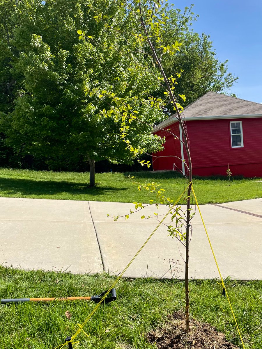 We have a new goal to plant 10,000 trees in Kansas City over the next 3 years.  This includes making trees available to everyone for free- I just planted this tulip tree and birch tree!  For more information visit kcmo.gov/freetrees