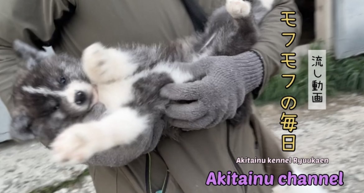 ryuukaen1's tweet photo. 【秋田犬子犬】疲れた時の一本！癒しモフモフ流し動画！

#秋田犬
#秋田犬子犬　#akitainu #癒し 

https://t.co/qbp9droE2o https://t.co/CarWNKV9Da