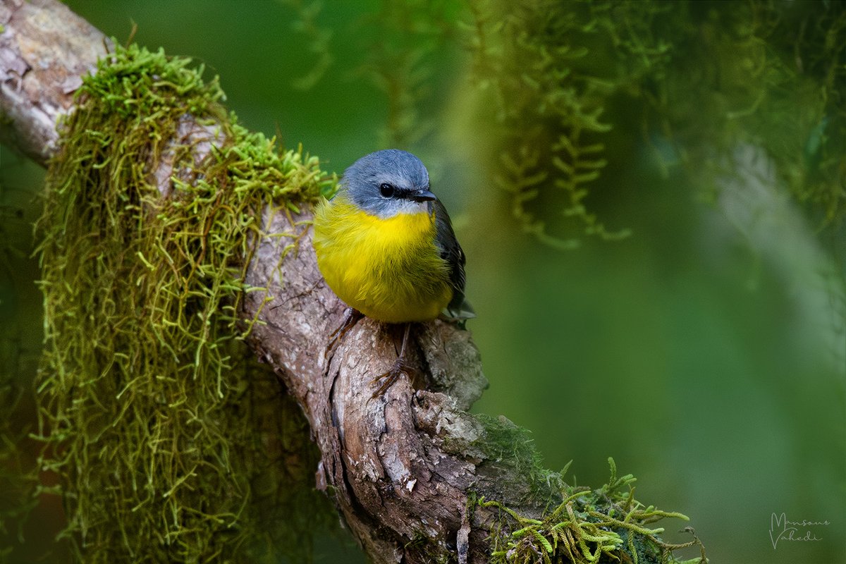 oz_bird_'s tweet photo. Here is an Eastern Yellow Robin posing amongst the hanging moss.
Point Lookout, New England NP, NSW
© Copyrighted image.
DM for prints or use as an art reference.
#easternyellowrobin #yellowrobin #robin #moss #hangingmoss #birdsofaustralia #wildlife #birds #birdphotos #birdpics https://t.co/GSq1WIWAve