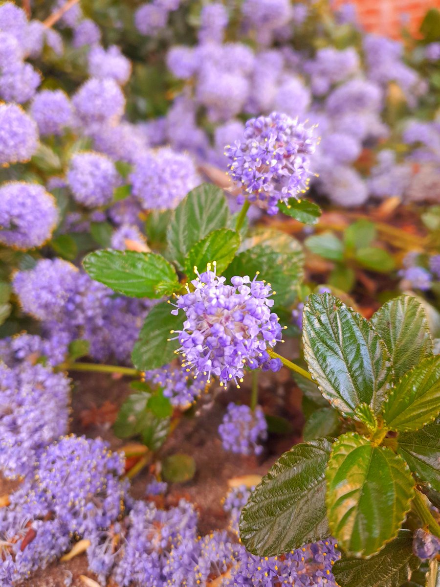 PixieVonRotten's tweet photo. a wonderful walk home and spotted these purple beauties 💜 🖤

#springgoth #goths #vamps #spring #floral #gothgirls #vamp #gothic https://t.co/5cPIUSSeP5