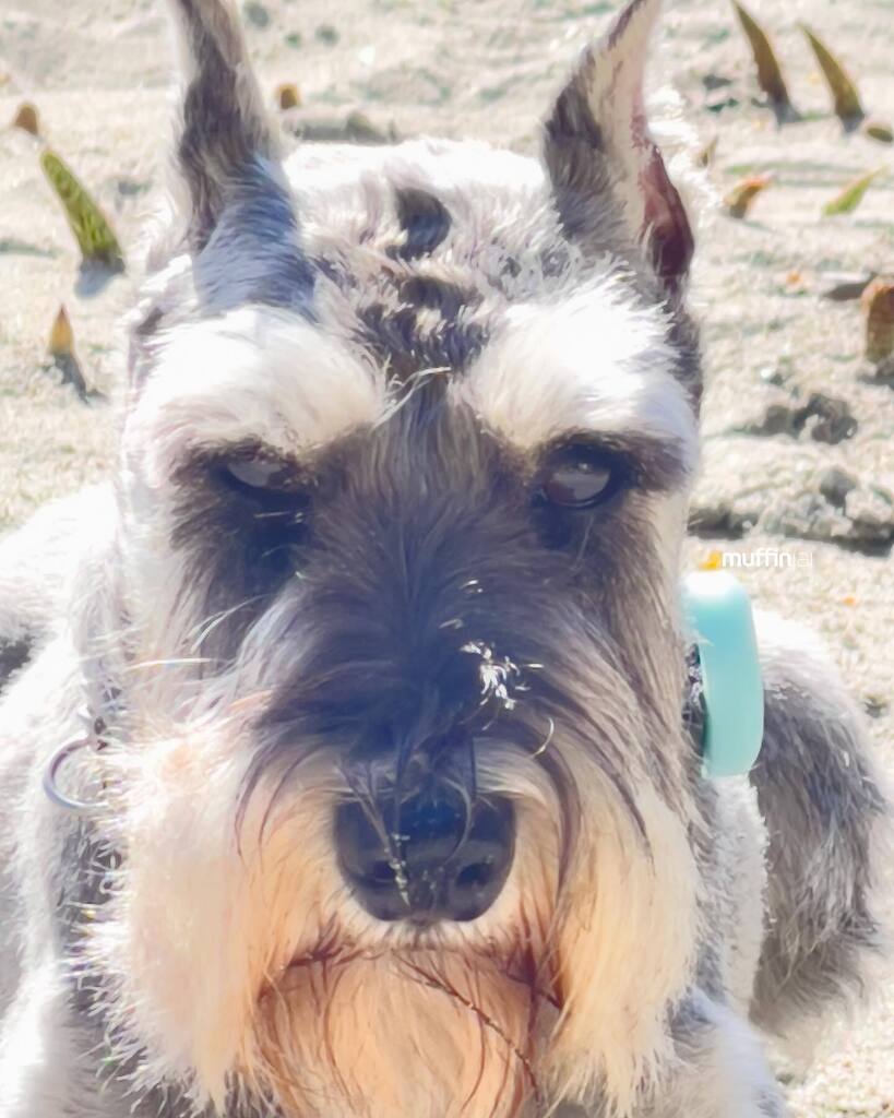 muffinjai's tweet photo. ☀️🕶️ We are FORCED to come to the beach ⛱️ because it’s so much cooler by the water 🌊🐶🐾 #DogsOfVancouver #DogsOfCanada #MiniatureSchnauzer #Schnauzer https://t.co/caKnOCADo9 #dogsofinstagram #dogsoftwitter #schnauzergang #schnauzeroftwitter #schnauzer #minischnauzer #miniat… https://t.co/SP6jmSjxSn