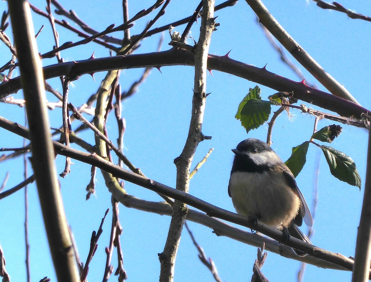A cute little Black Capped Chickadee sitting in the blackberry branches. I love Chickadees and their cheerful songs.   #Vancouver #birding #birdwatching #TwitterNatureCommunity