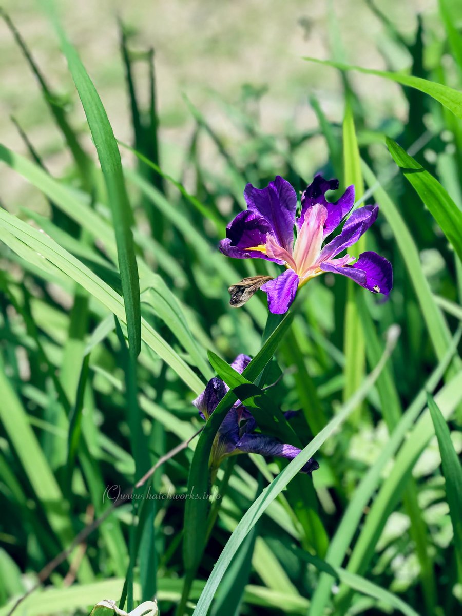 office_hw's tweet photo. 春ですね
花が咲き乱れると寒さで縮こまっていた体と心がゆっくりとほぐされている気がします

#カリブラコア #ニオイバンマツリ  #アヤメ #マリーゴールド https://t.co/C0lr4Rpd5g