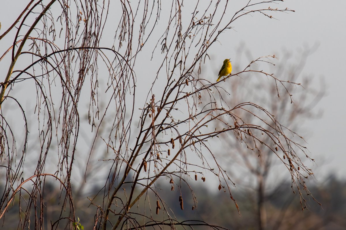 Just look at this tiny gem, facing the rising sun. This bird weighs 10 grams and has flown thousands of kilometres from South America to bring us this song. I got lots of closer looks, but this image is my favourite from today. Birds are magic 💛 #GlobalBigDay2023