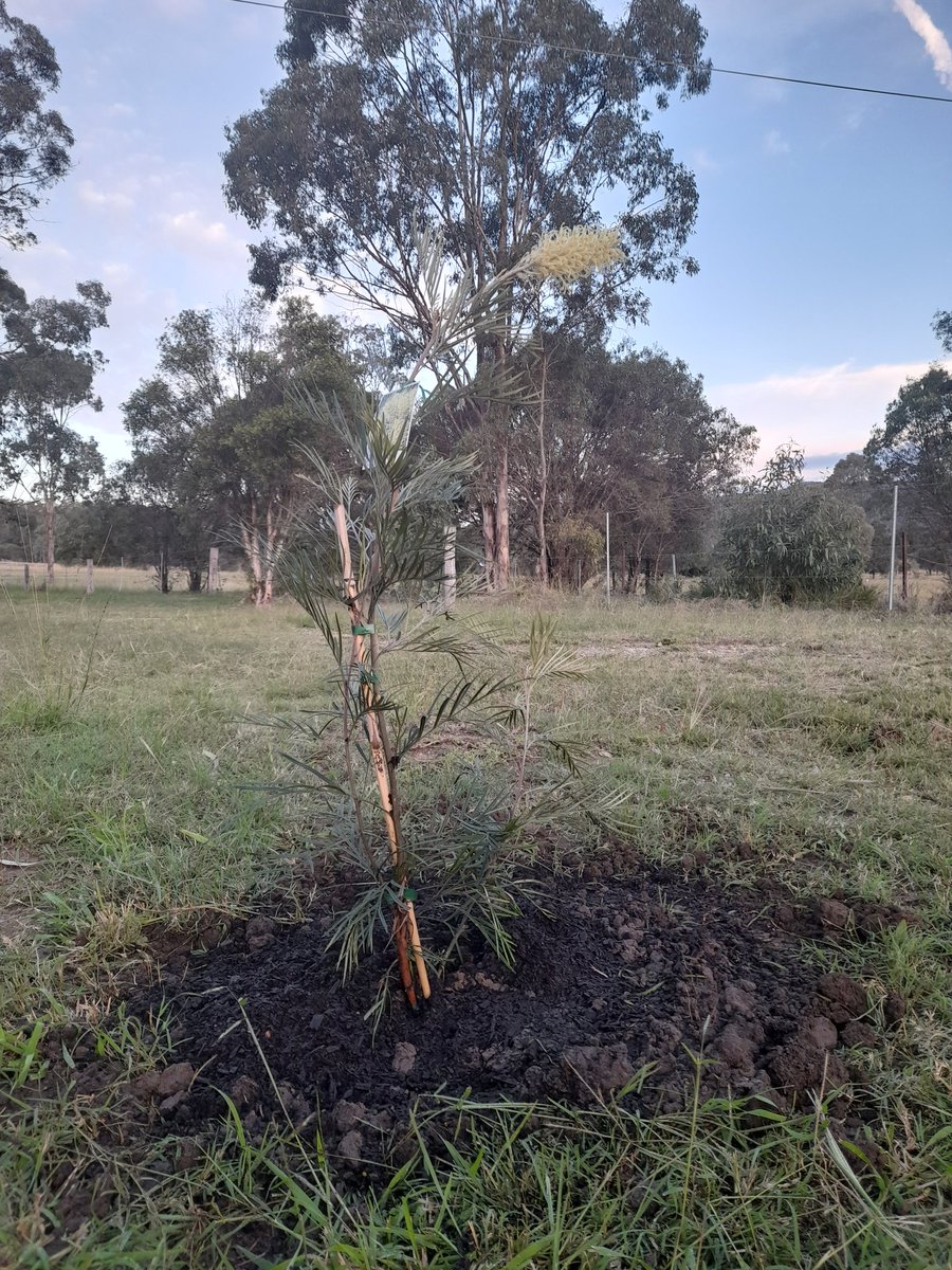 LouiseS81418075's tweet photo. Week 12: Tree 12=a #grevillea #atreeaweek #tree12 #2023goals #lovetrees #nofilter #tree191 #week168 #2020goals @EarthshotPrize #renewableenergy #noplanetb #ClimateCrisis #climatechangeisreal #farmersforclimateaction #Sustainability #nonewcoalmines #wonnaruacountry #alwayswillbe https://t.co/BKD0DBuUhn