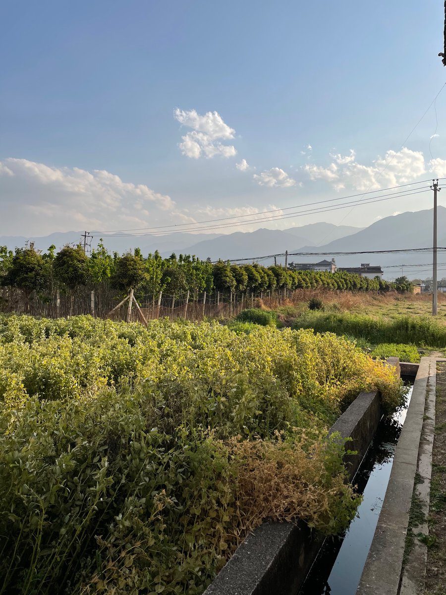 TchrTravlTym's tweet photo. Snaps from Xizhou, Yunnan, China. #yunnan #china #xizhou #travelchina #travelbloggers #smallbloggers https://t.co/8LnzMqHOSr