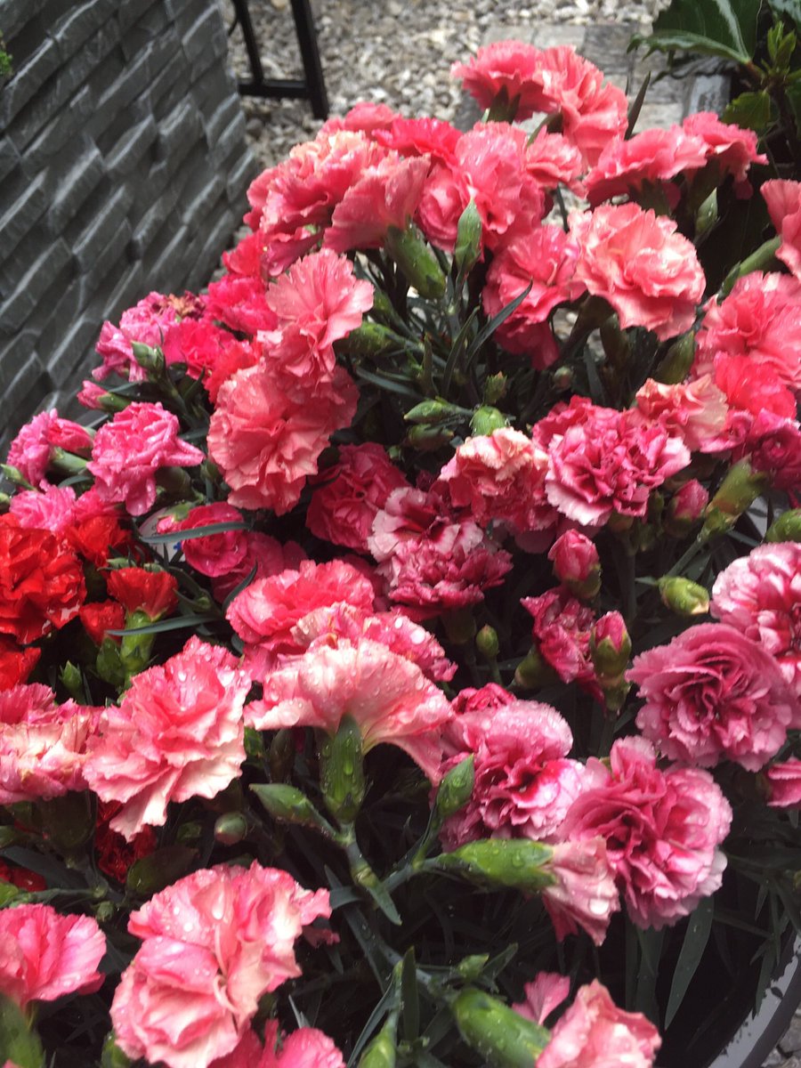 2023.514 雨に濡れ美しいカーネーション💐素敵な日曜日を
 #花 
#花が好き #花が好きな人と繋がりたい #花がある暮らし 　#flowers #flower #flowerstagram 
 #beautifulflowers  #redflowers 
#redflower #pinkflowers #pinkflower
#カーネーション #カーネーションアレンジ　#carnation #carnations