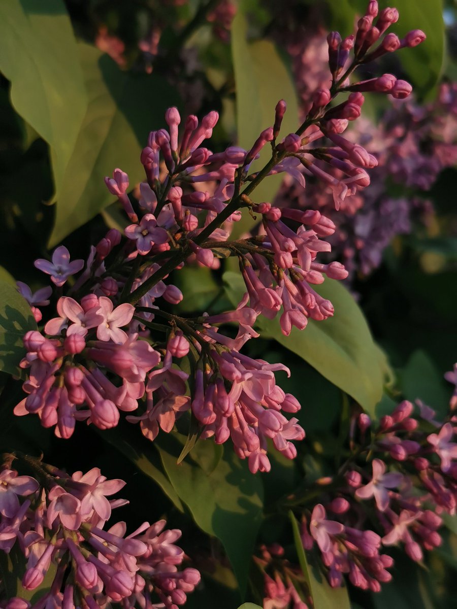 ylllayllla's tweet image. Uwielbiam ten zapach :)