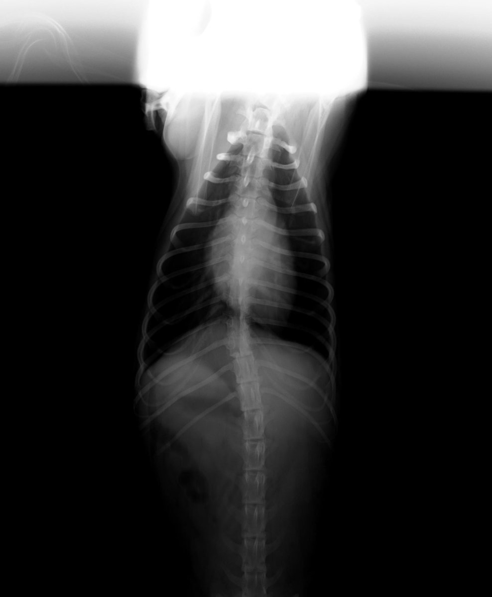 aguayypan's tweet photo. SI NO NOS QUIEREN AYUDAR CON ALIMENTO POR FAVOR AYÚDENOS CON ESTE NUEVO CASO!😭 Perrito atropellado por una moto con la columna quebrada. NECESITAMOS COSTEAR SU OPERACIÓN POR FAVOR AYUDA! Está con mucho dolor😪😪😪😪😪😪 https://t.co/iUXiflKlhd