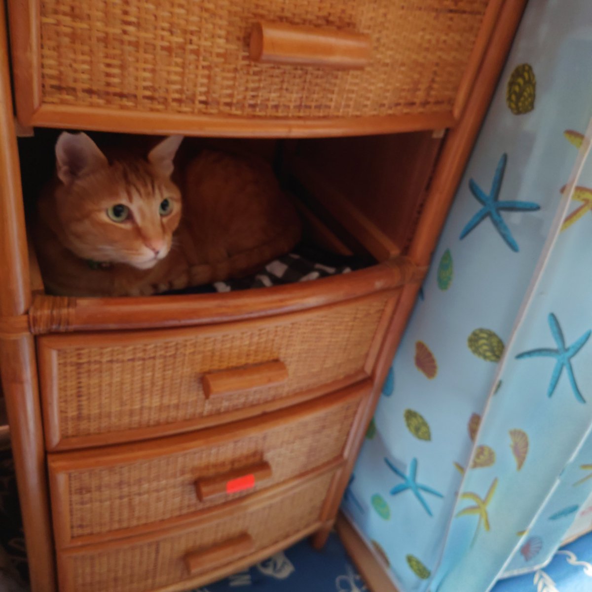 😺おはようございます😺☔
😺いい場所みぃ〜っけた😺😻
　by  茶ちゃん
#保護猫さんと暮らす
#猫好きさんと繋がりたい