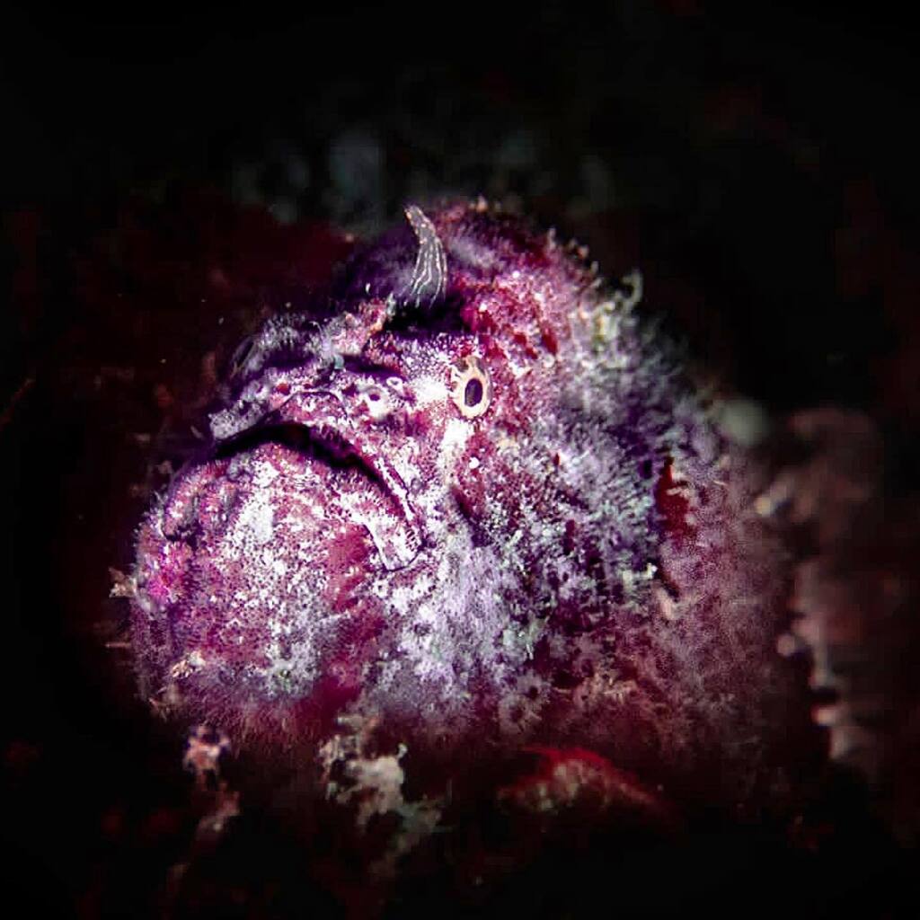 Dive o'clock PRO tweet media