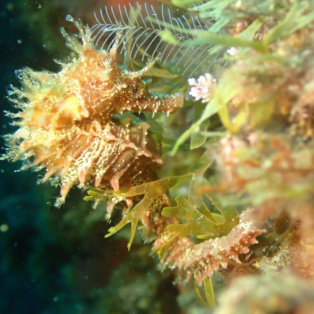 Dive o'clock PRO tweet media