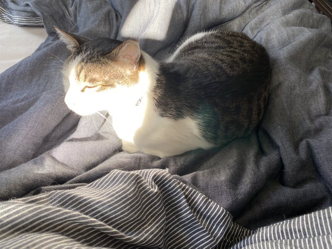 これは朝日を浴びて神々しくなったねこ