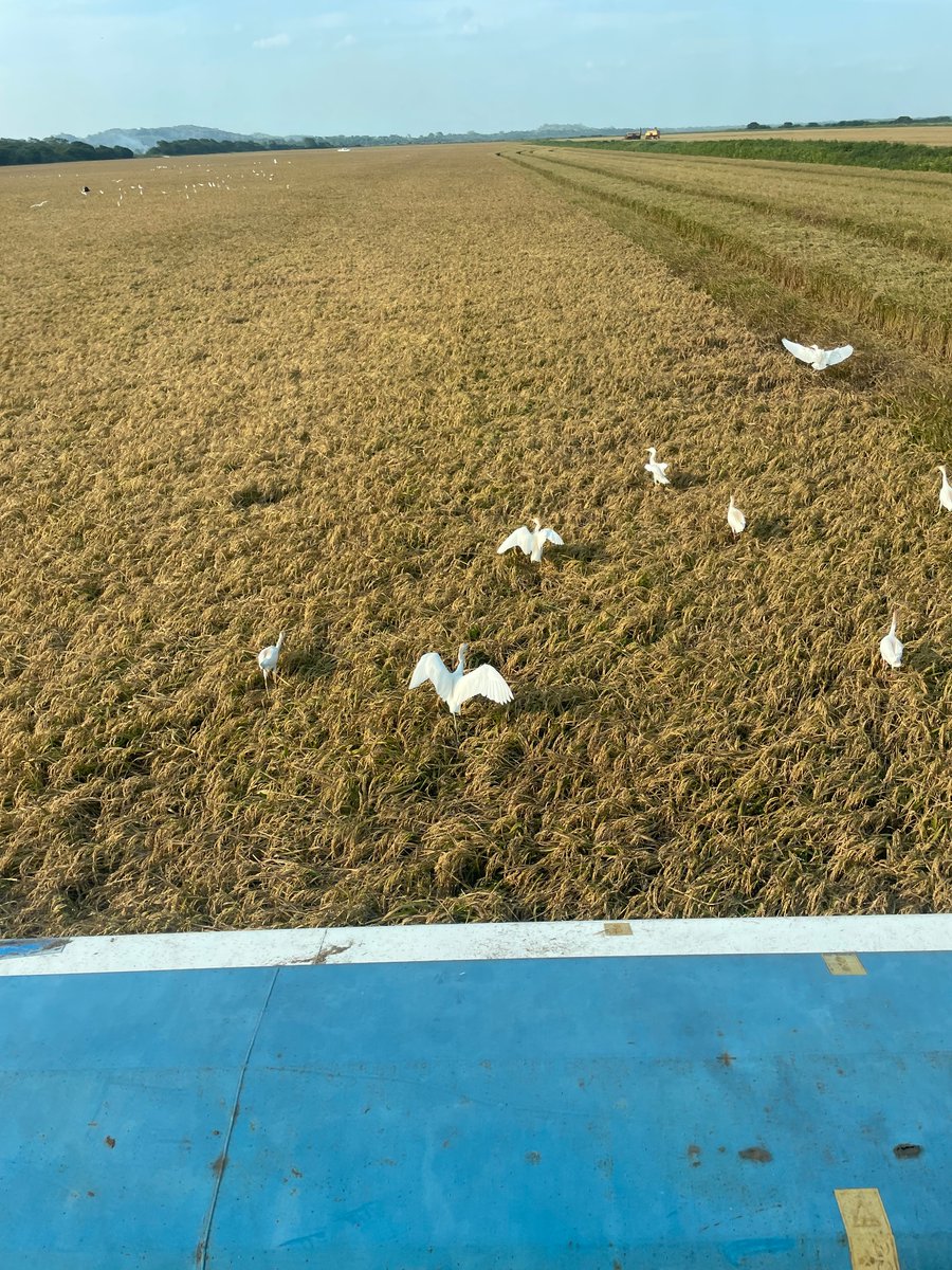 JerryFriesen3's tweet photo. High yielding Rice #conceptagritek fertility program. Half the Normal rate granular fertilizer. BioRice ,Total Phos and BioHealth. Best Crop in 5 years. Thanks to Daniel and his team. https://t.co/T9JovyiJzR