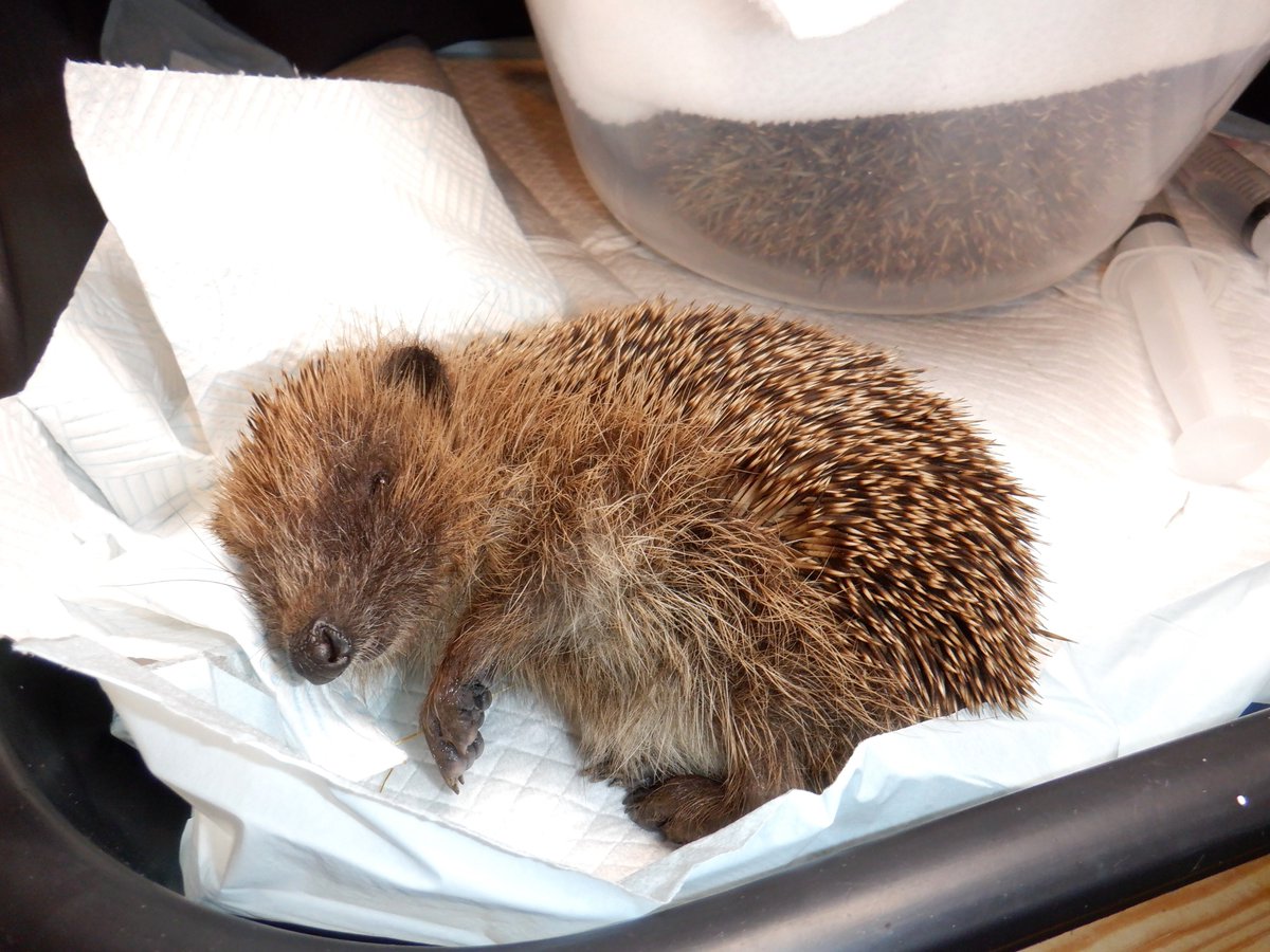 HedgehogCabin's tweet photo. If you follow a hedgehog rescue it's easy to think everyone knows that a hedgehog out in the sun is in trouble and urgently needs help.
But this isn't common knowledge.
Poor little Cooper was seen out for 3 days, by kind lovely people.
Please RT my pinned tweet whenever you can.