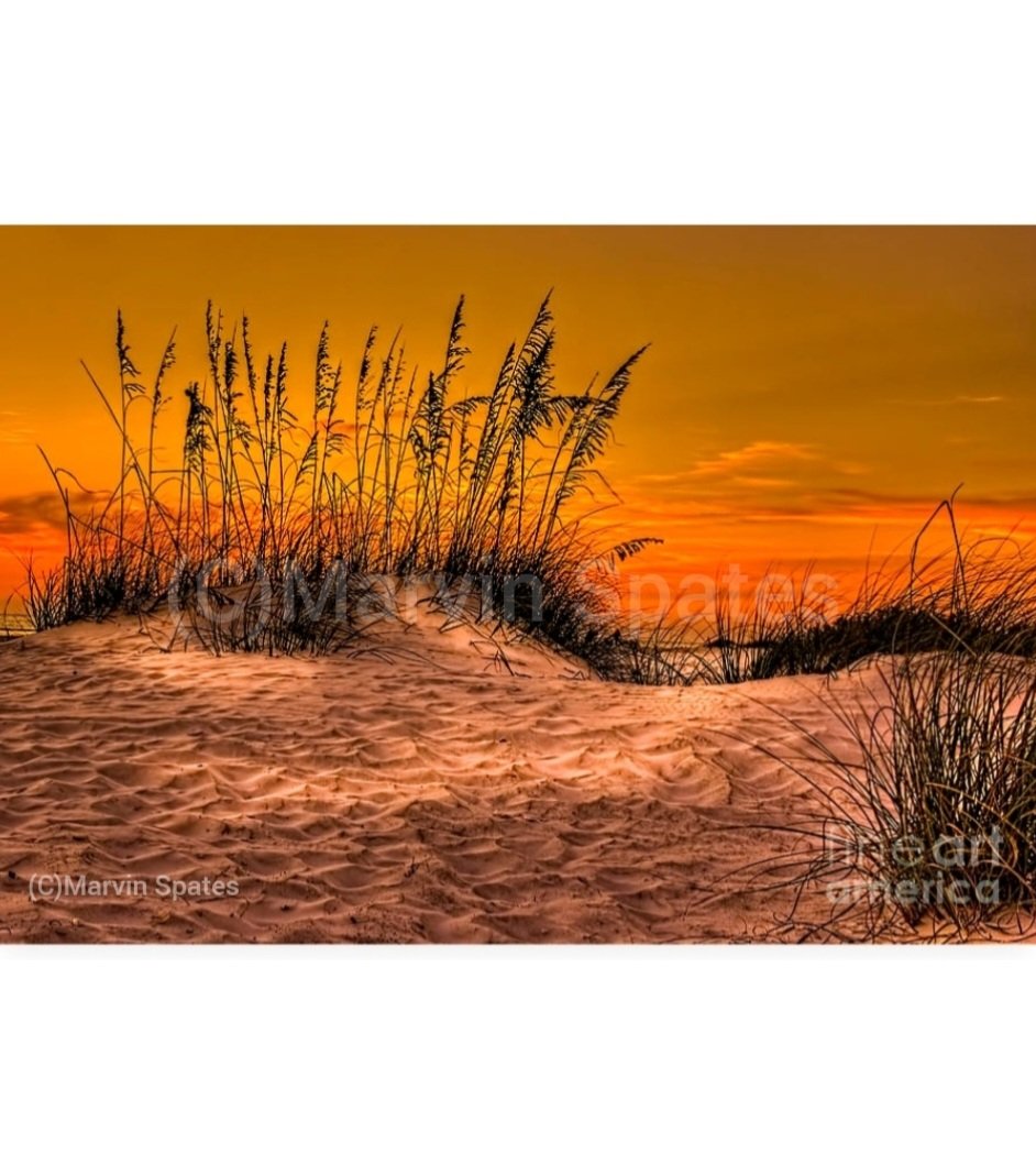 marvin_spates's tweet image. "Footprints In The Sand" Another award winning photo from my website!
For prints please visit my website-

marvin-spates.pixels.com 

#Sarasotabeach #funatthebeach #Florida #sanddune #sunset #seaoats #Footprints #sand #buyphotography #printsforsale  #metalprints