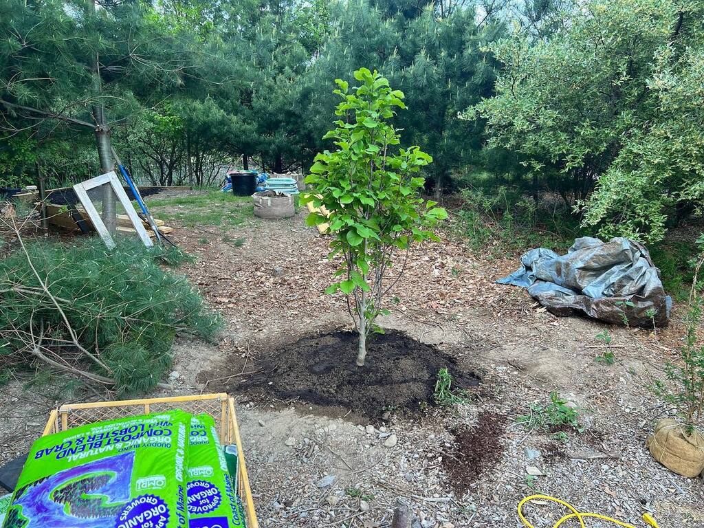 Magnolia from @redwoodnursery in the ground!  Here’s to years of blooms and shade! #gardening #spring instagr.am/p/CsM37hDLtVc/