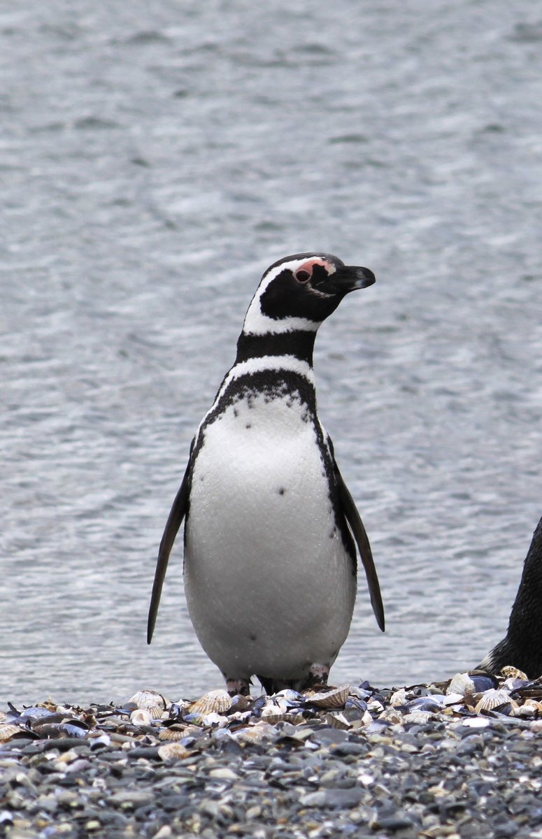 PenguinsIntl's tweet photo. Today is #WorldMigratoryBirdDay! The #WMBD2023 theme is #water. Water sustains bird life and is fundamental to life on our planet. It is important to protect this valuable resource especially for birds who rely on aquatic ecosystems for survival during migration. -c https://t.co/7QwW8GKwSI