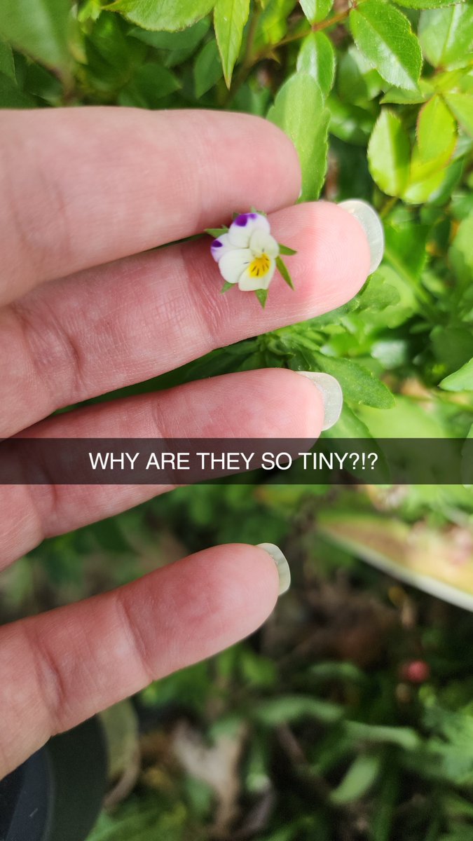 promisedsin's tweet image. Why are all the flowers on the Johnny Jump Up so tiny?!!?!?!?!?