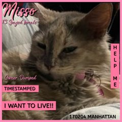 PeterAskin1's tweet photo. Grandma "Misso" gets one more try
to escape NYC ACC & not to die!
Are there saviors in the wings
who for senior rescue sings?
Who love the oldies such as I
& to save this #NewYork cat we can try!
Pledge or Misso dies today 05/13! (No lie)🙏
https://t.co/RwzB5QIyI8 https://t.co/nfKO6Lox71