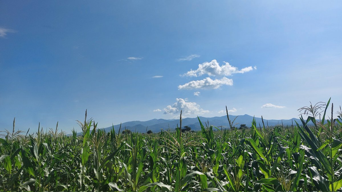 lucas_olewe's tweet photo. Done in Lambwe, GodJope. 
Mbolea ni #yara
#FoodSecurity #Youth #Farming https://t.co/zVyRl6dGCI