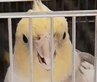 「僕だって怒るときは怒るんです!」#鳥の怒った顔を見せて