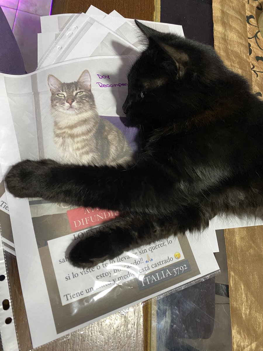 Micazelantee's tweet photo. Estoy desesperada por favor!! 🙏🏻 Me pueden ayudar con un rt🥲 .
Se perdió el martes 9/05, en zona sur ••ITALIA Y BIEDMA••
      Doy recompensa 🙏🏻 https://t.co/ZB89TsylmN