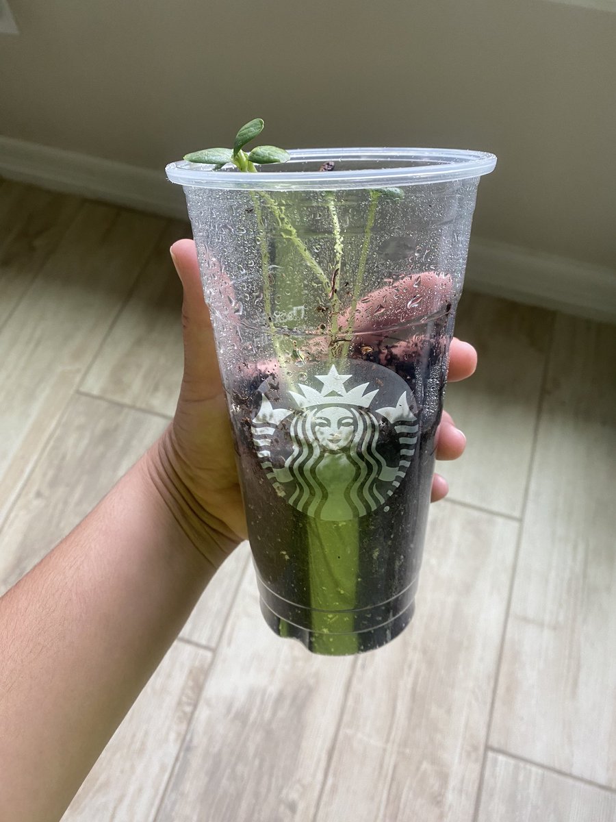 _becksss22's tweet photo. Needed a temporary pot - Trenta cup came in handy! 😅♻️🌱 @Starbucks #Recycle #Plant #Watermelon #Starbucks https://t.co/ApCtdv3xnw