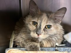 PeterAskin1's tweet photo. Grandma "Misso" gets one more try
to escape NYC ACC & not to die!
Are there saviors in the wings
who for senior rescue sings?
Who love the oldies such as I
& to save this #NewYork cat we can try!
Pledge or Misso dies today 05/13! (No lie)🙏
https://t.co/RwzB5QIyI8 https://t.co/nfKO6Lox71