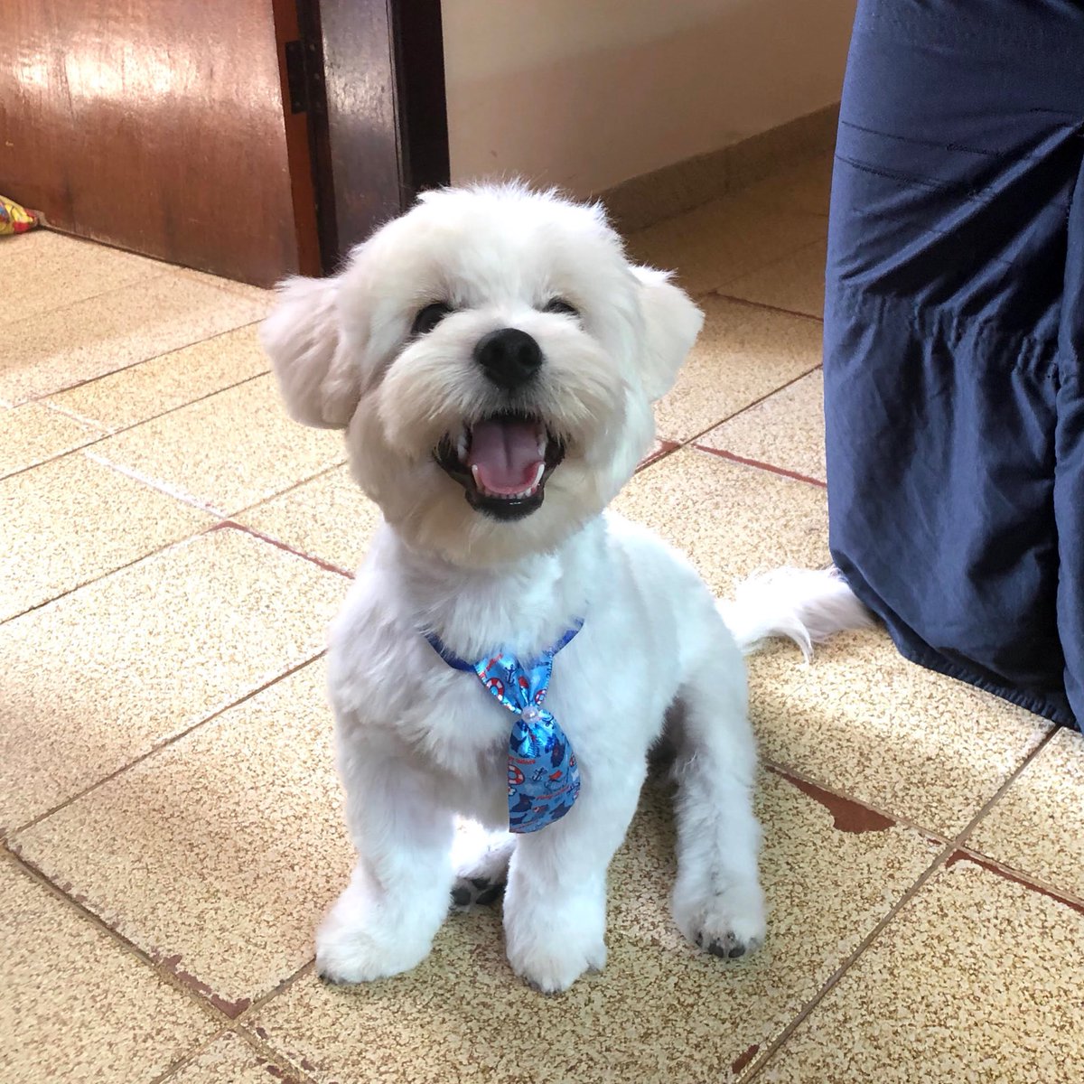 intwkis's tweet photo. ⚠️⚠️ DÊEM RT POR FAVOR ⚠️⚠️

Oi, gente. Sei que alguns de vocês devem estar cansados de tanta vakinha por aí, mas é realmente necessário. Esse é o Shiber, ele tem 3 aninhos e recentemente descobrimos um machucadinho no nariz dele. Ficamos alerta, é claro, e no último domingo + https://t.co/9XANdFczpk