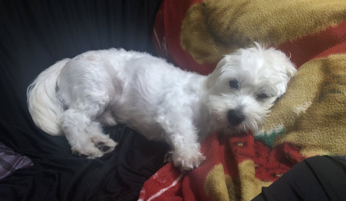 intwkis's tweet photo. ⚠️⚠️ DÊEM RT POR FAVOR ⚠️⚠️

Oi, gente. Sei que alguns de vocês devem estar cansados de tanta vakinha por aí, mas é realmente necessário. Esse é o Shiber, ele tem 3 aninhos e recentemente descobrimos um machucadinho no nariz dele. Ficamos alerta, é claro, e no último domingo + https://t.co/9XANdFczpk