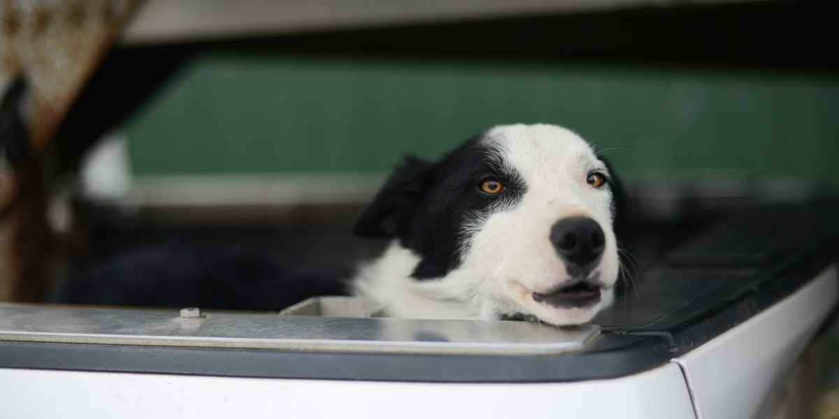 New on #StoriesFromCCC - We visit Humboldt County, where we meet ranchers Jason &amp; Dean Hunt and Justin Mora and discuss how they deal with Elk + Carrington Hilson from <a href="/CaliforniaDFW/">California Department of Fish and Wildlife</a>. Listen online at fal.cn/3ye6O or your fav podcast platform.