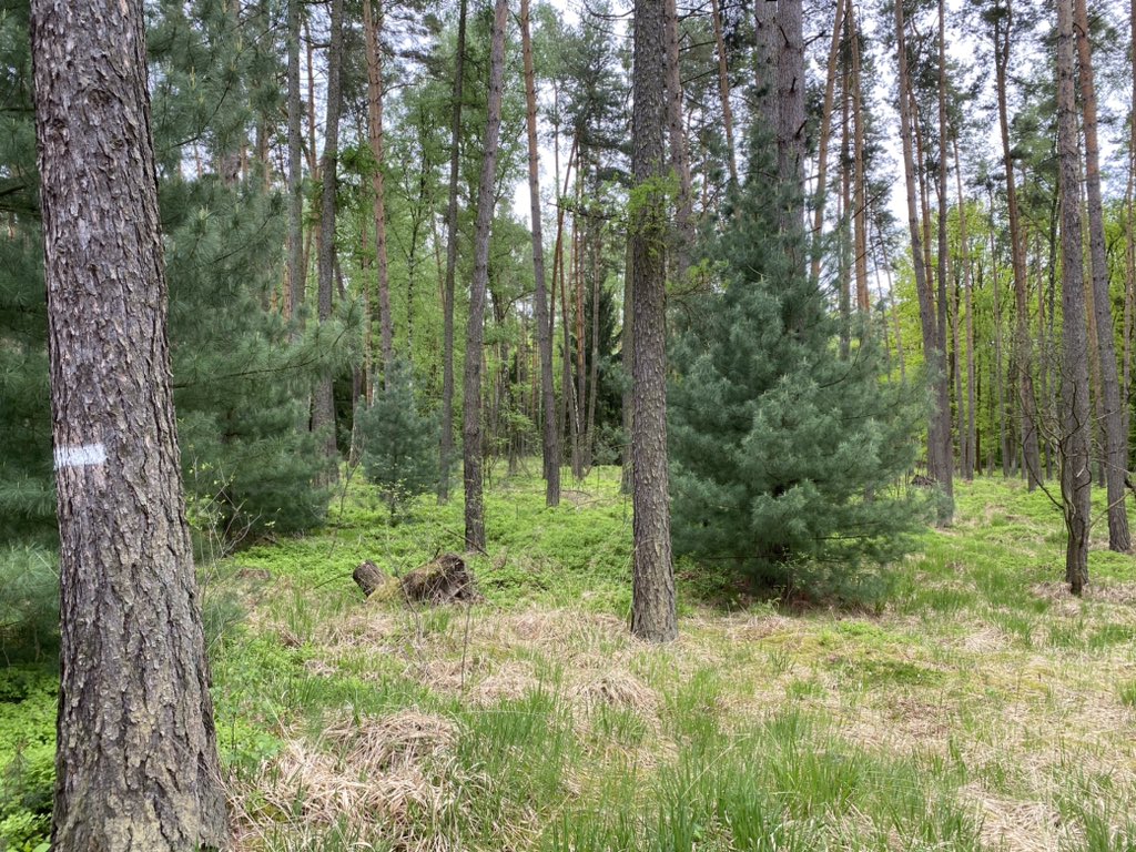 tony_ver2's tweet photo. Výlet z Řečan nad Labem do Pardubic 13.05.2023
#turistika #CzechRepublic #vylety #czechia #les #forest #kladruby #Spring #hikingadventures #pardubicky #kraj #pardubice #Springvibes 2/2 https://t.co/gdrCb47UTK