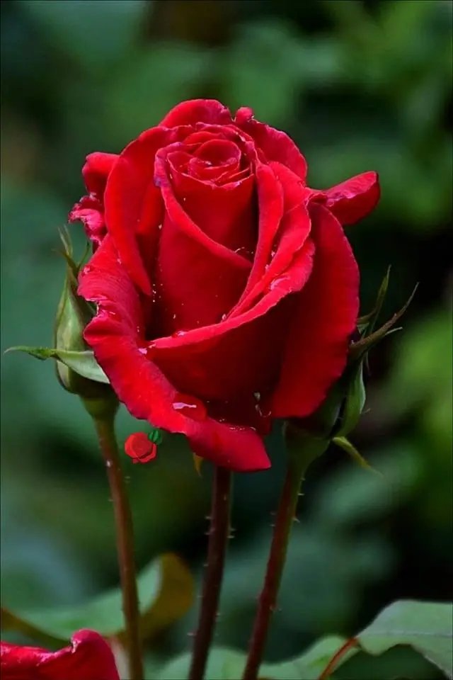 antonio18555716's tweet photo. @martinatiozzog Buona serata Valentina https://t.co/SSpcanh7AY