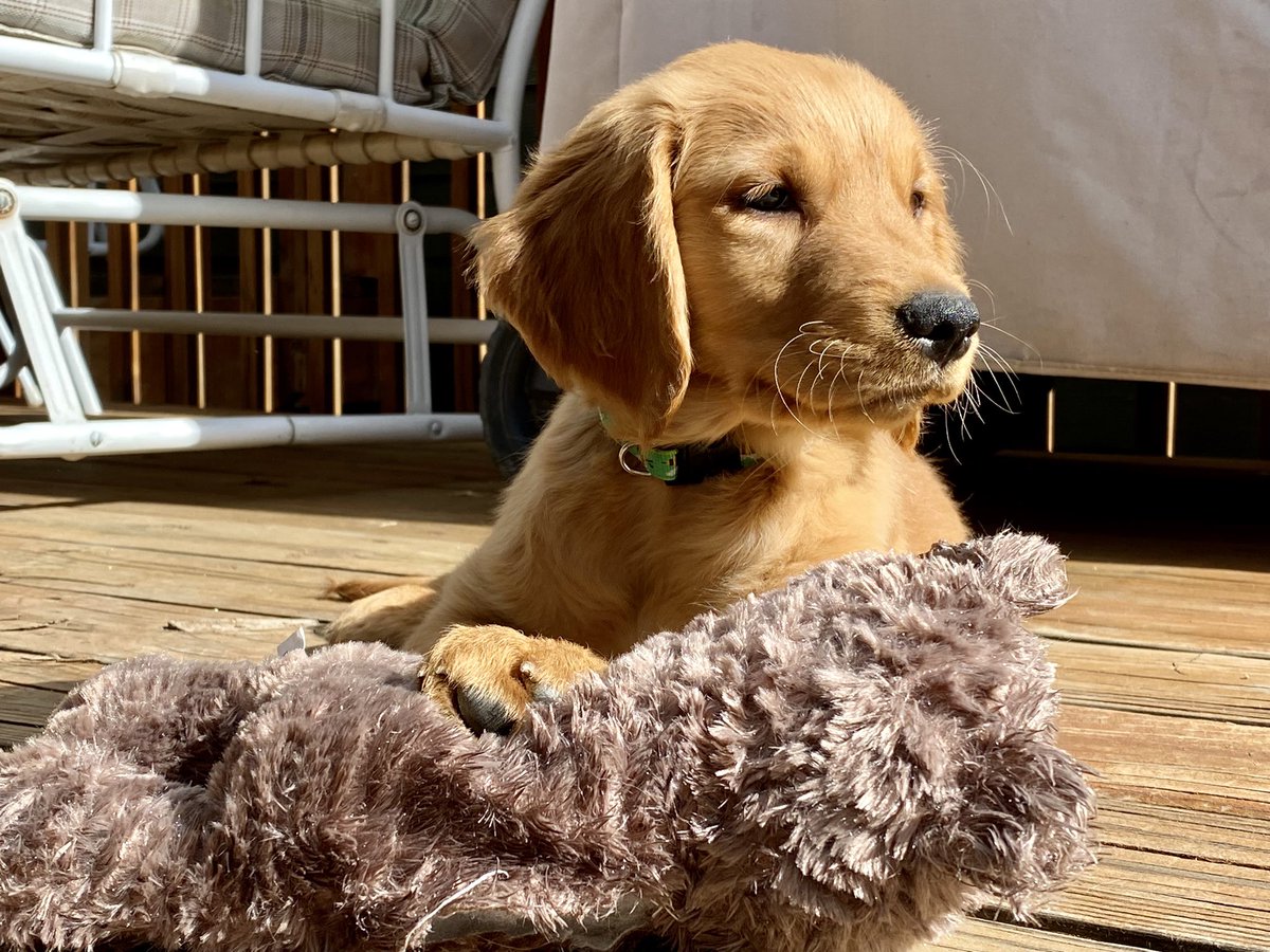 RiverRuns2023's tweet photo. @DaysOfOurDodger The porch, the sun, &amp; my teddy bear…life is good. ❤️ https://t.co/TVYlTQSJBz