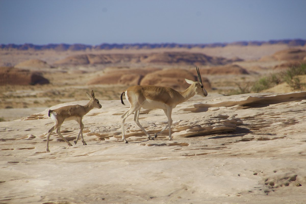 alulawildlife's tweet photo. تناغم فريد بالألوان بين غزال الريم والطبيعة في محمية الغراميل الطبيعية 

@BadrFAlSaud @AmrAlMadani @drstephenb123 @ExperienceAlUla https://t.co/Eaf74pgsr6