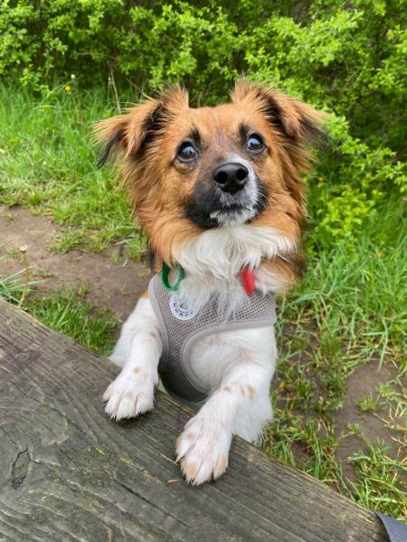 Please retweet to help Ducky find a home #NOTTINGHAMSHIRE #UK

Small Crossbreed aged 7 months.  He's active and loves his toys. He needs someone to go on with training. He can live with children aged 11+ as the only pet in the home.

DETAILS
jerrygreendogs.org.uk
☎️ 01623792886