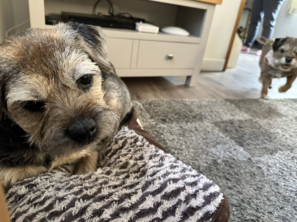 Lord Scrappy Nelson tweet media