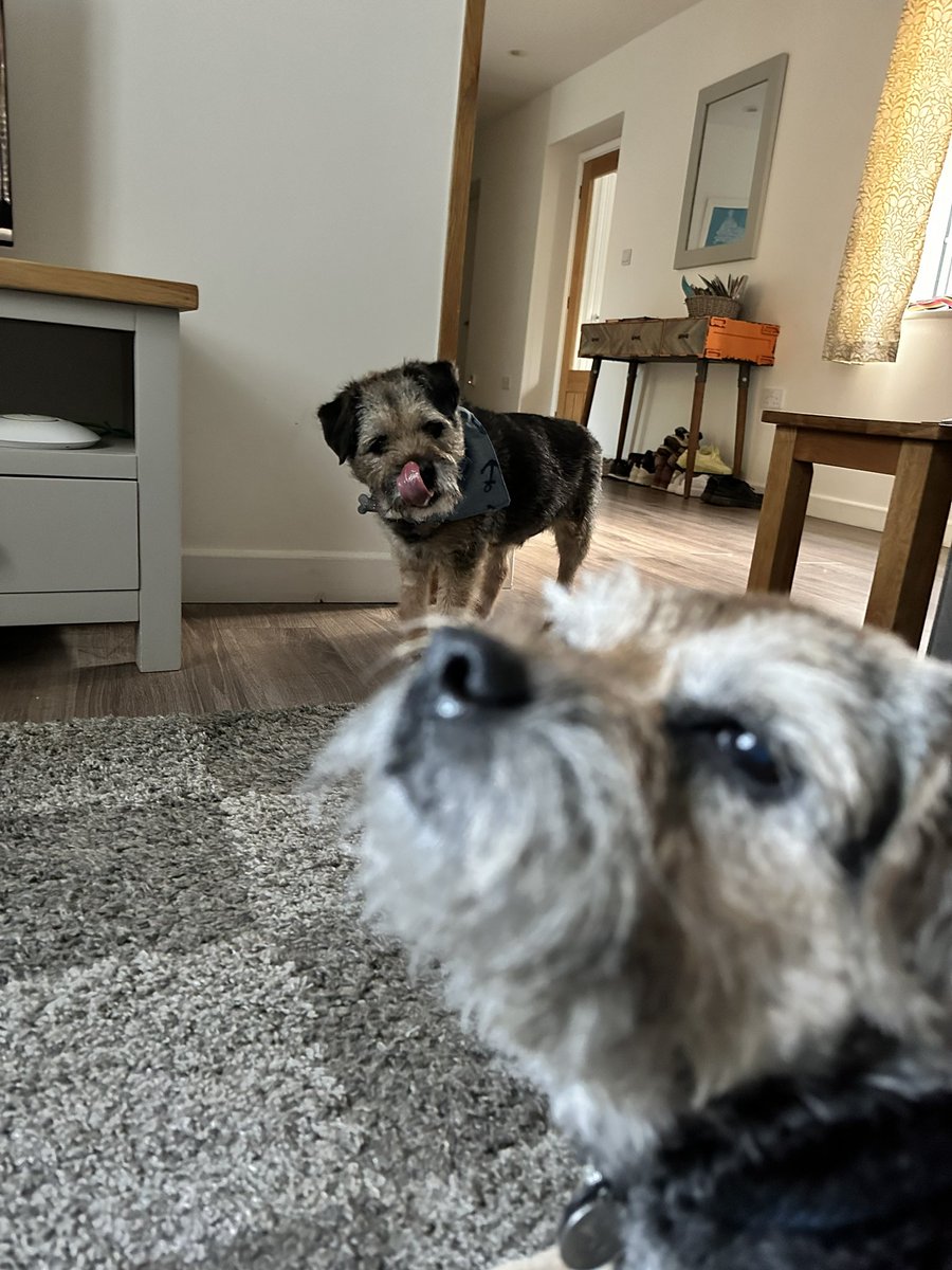 Lord Scrappy Nelson tweet media