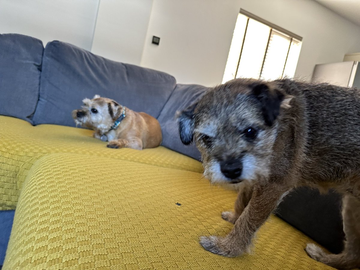 Lord Scrappy Nelson tweet media