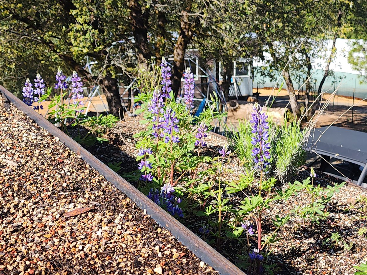 GrnConstructors's tweet photo. https://t.co/BHkkN2vVoq #greenroof #LEED #superbloom #offgrid #solar #MTsolar #solark #homegrid https://t.co/7I5dGFuQuq