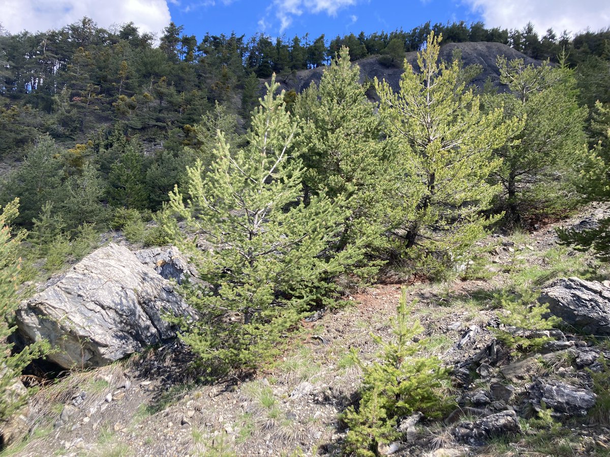 ColinTDavie's tweet photo. MSc Engineering Geology @GEST_NCL @EngineeringNCL field trip Day 4. Today we were landslide mapping, recording indicators of slope movement from boulder fields to water to curved vegetation. We also teach our students to dynamically risk assess to deal with unexpected hazards! https://t.co/s1PZBm3woV