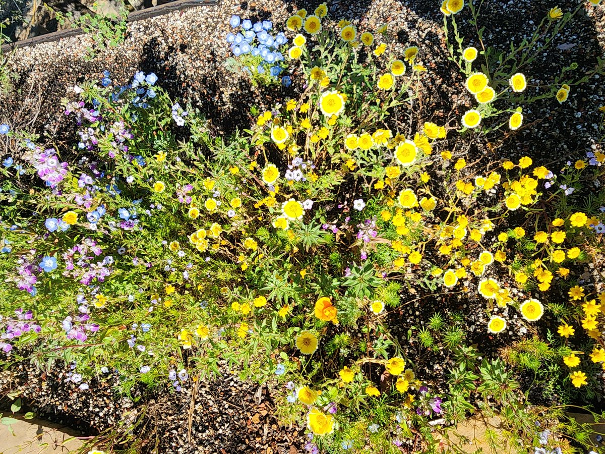 GrnConstructors's tweet photo. https://t.co/BHkkN2vVoq #greenroof #LEED #superbloom #offgrid #solar #MTsolar #solark #homegrid https://t.co/7I5dGFuQuq