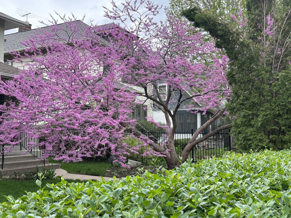 KramerLiz's tweet photo. Good thing there is no rule against coveting thy neighbors’ tree… check out this beauty! https://t.co/1KGaDfvV4w